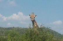 Fully inclusive Pilanesberg safari from Johannesburg