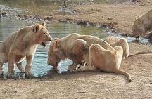 Lesedi Cultural Village and Lion Park tour