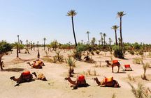 2 Hours Camel Ride in The Famous Marrakech Palm Groves and Berber Villages