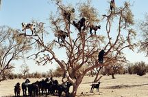 Goats on the Tree Trip in Agadir