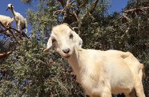 Goats on the Tree Trip in Agadir