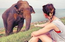 Day Excursions To Udawalawe National Park From Negombo