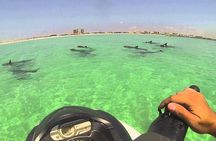 Waverunner Dolphin Tour