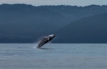 Hoonah Whale Tours