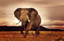 6 Days Luxury Migration Safari-Northern Tanzania