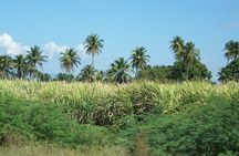 Buggy Tour from Sosua