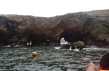 Sea Lions !!! Experience in the Ocean