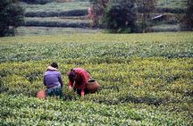 Half Day Hangzhou Leisure Tour with Optional Morning or Afternoon Start