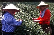 Day Tour to Discover the Secrets of Hangzhou's Tea Culture