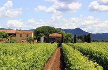 Bolgheri: Classic Wine Tasting with Winery Tour