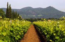 Bolgheri: Classic Wine Tasting with Winery Tour