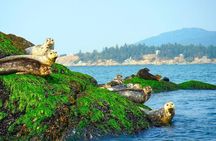 Vancouver City and Seals Scenic Boat Tour by Vancouver Water Adventures