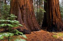 Private Giant Sequoia Grove Hike