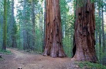 Private Giant Sequoia Grove Hike