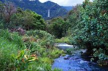 Luxury Helicopter Experience with Hana Rainforest Landing