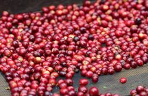 Specialty Coffee 101, History - Processing - Professional Cupping and More!
