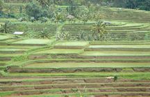Bedugul Cultural Private Tour