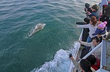 Phillip Island Whale Watching Tour
