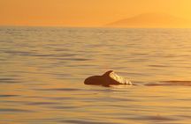 Magical Whales in the Midnight Sun | from Reykjavik