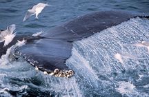 Whale Watching and Golden Circle Tour from Reykjavik