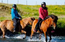 Icelandic Horse Riding and Whale Watching Cruise from Reykjavík