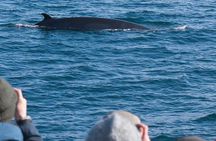 Whale Watching & ATV Adventure from Reykjavik