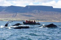 Akureyri Express Whale Watching by RIB boat