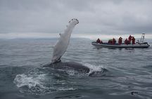 Akureyri Express Whale Watching by RIB boat
