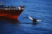 The Original Classic Whale Watching from Reykjavik