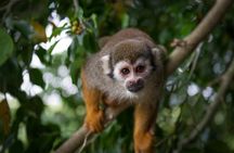 Monkeyland and Zipline Adventure from Puerto Plata