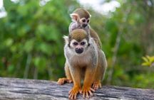Monkeyland and Plantation Safari from La Romana