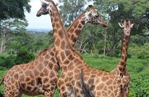 Early Morning Game Drive In Nairobi National Park