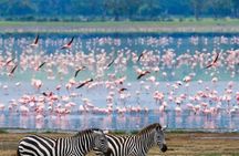 Naivasha Full Day Safari