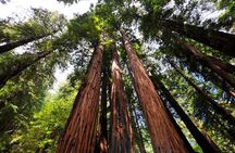 Muir Woods and Sausalito Afternoon Tour Small-Group Half-Day 