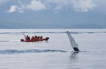 Victoria: Winter Whale Watching & Marine Wildlife Tour