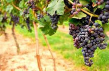 San Francisco Shore Excursion: Napa & Sonoma Ultimate Wine Tour