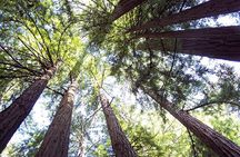From San Francisco: Guided Tour to Muir Woods Coastal Redwoods