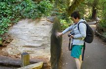 From San Francisco: Guided Tour to Muir Woods Coastal Redwoods