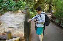 San Francisco: Guided Muir Woods Tour & Hop-on Hop-off Bus Tour