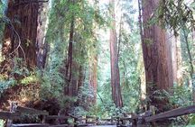 Shore Excursion: Guided Tour to Muir Woods with Roundtrip Journey