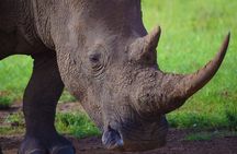 Nairobi National Park,Giraffe Centre, Karen Blixen Museum.