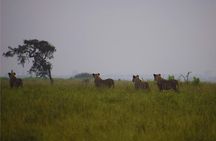 Nairobi National Park,Giraffe Centre, Karen Blixen Museum.