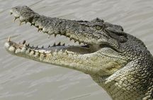 Crocodiles Park Ticket With Transfers