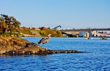 Victoria Harbour Kayak Tour