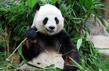 Mini Group: One-Day Panda and Chengdu Lifestyle Highlights Tour