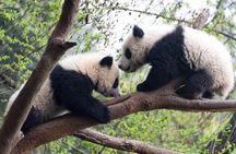 Mini Group: One-Day Panda and Chengdu Lifestyle Highlights Tour