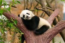 LIVE Streaming: Meet Pandas at Chengdu Research Base of Giant Panda Breeding
