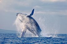 Whales Watching in pacific sea of Colombia