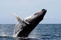 Whales Watching in pacific sea of Colombia