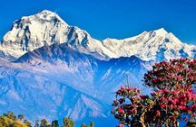 Ghorepani Poon Hill Sunrise Trek